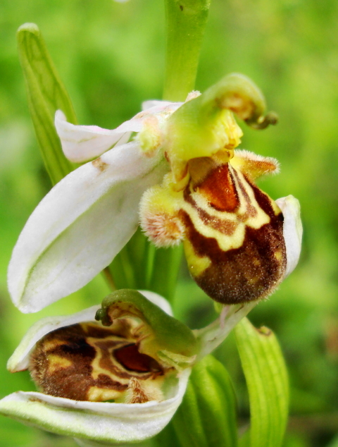 Ophrys apifera